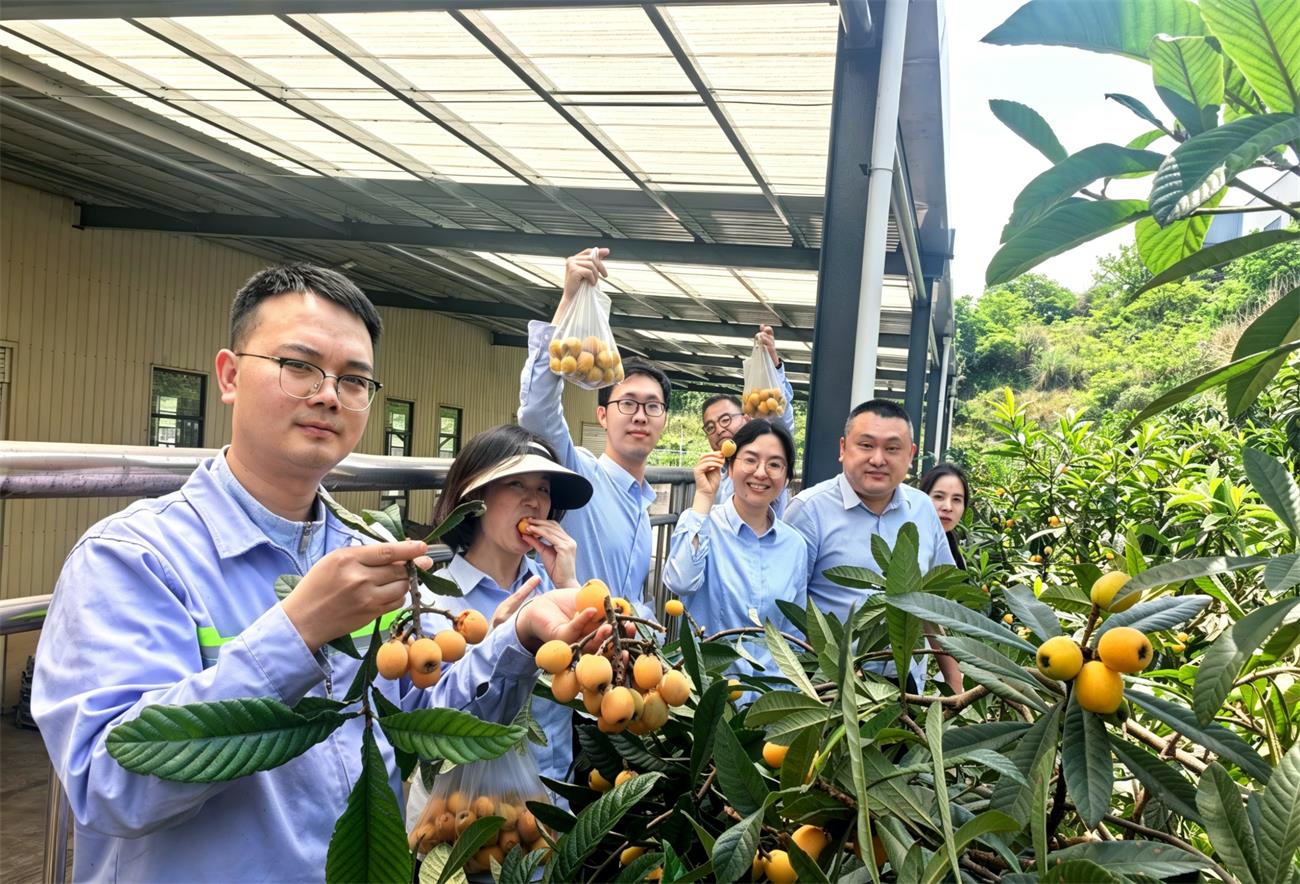 枇杷熟了